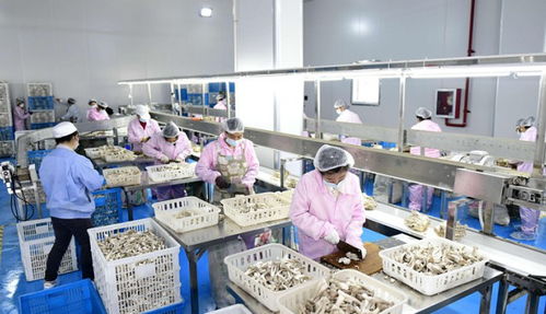 湖北隨州逸村機械 數字化賦能食用菌裝備，智造產品暢銷海內外